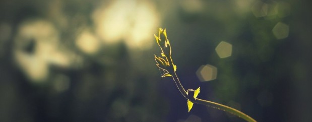 dreamy by paloetic on Flickr: http://www.flickr.com/photos/paloetic/5692147563/
