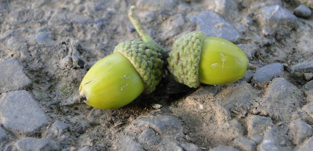 Acorns by aoimedia, on Flickr