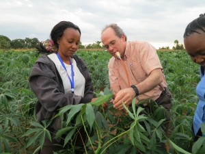 Professor John Colvin and PhD student Cathy Gwandu collect whitefly specimens in cassava field in central Malawi (credit: University of Greenwich)