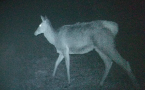 Night vision cameras capture images of wildlife in Chernobyl